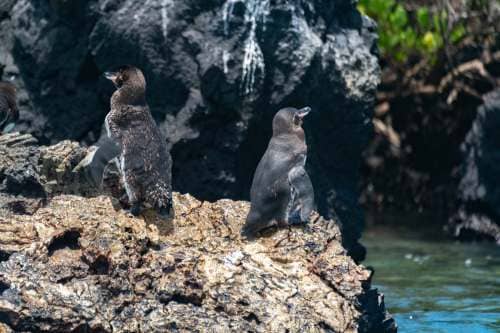 Tiere Galapagos Inseln
