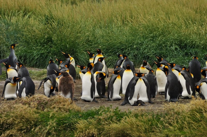Punta Arenas Chile - Pinguine - Chile Sehenswürdigkeiten