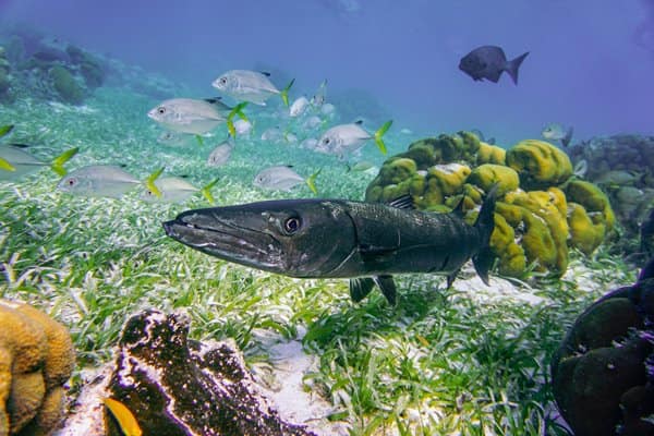 Unterwasserwelt Belize - Caye Caulker